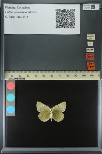 Media type: image;   Entomology 25993
